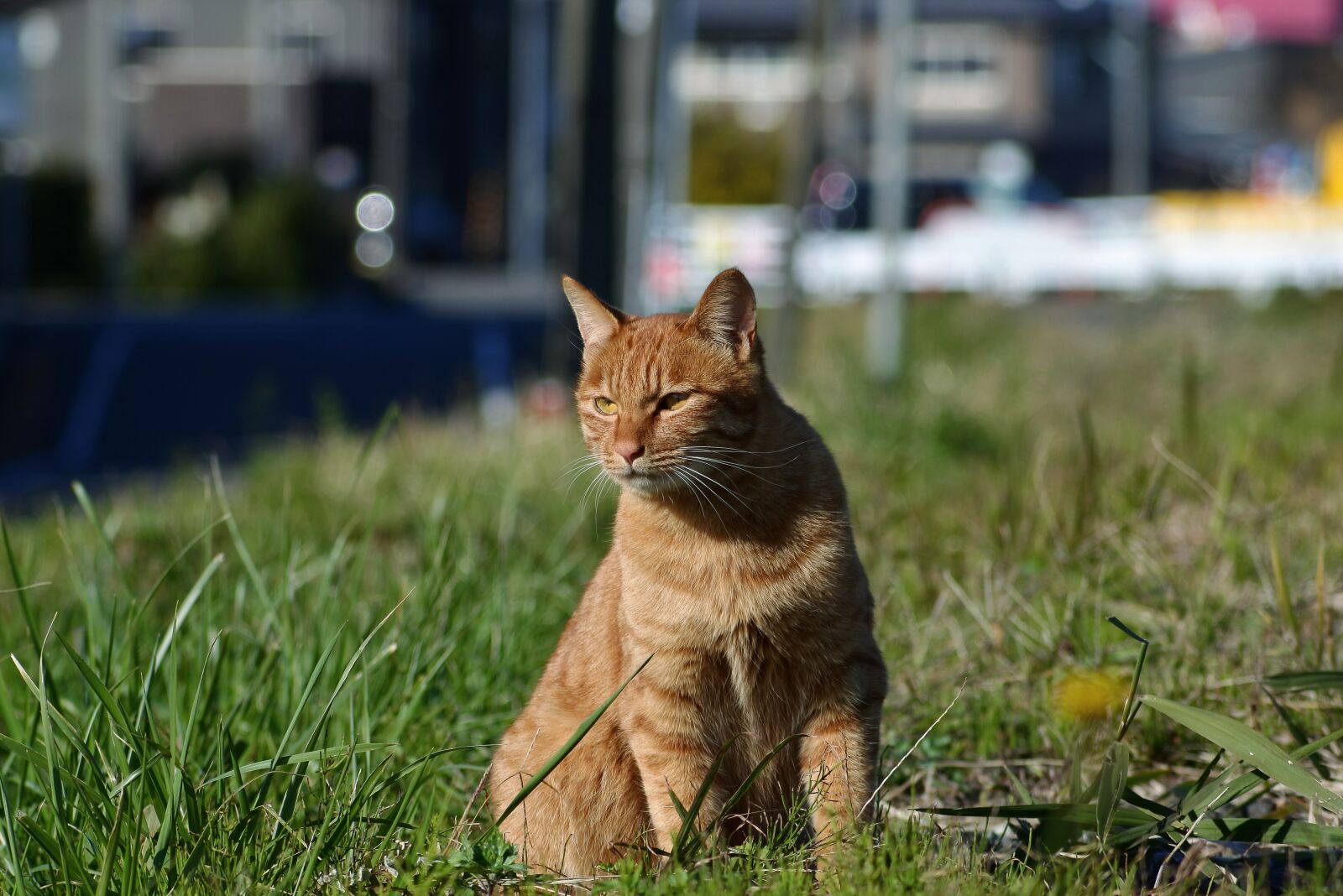VR 70-300mm f/4.5-6.3G sample photo. Animal, pet, cat photography