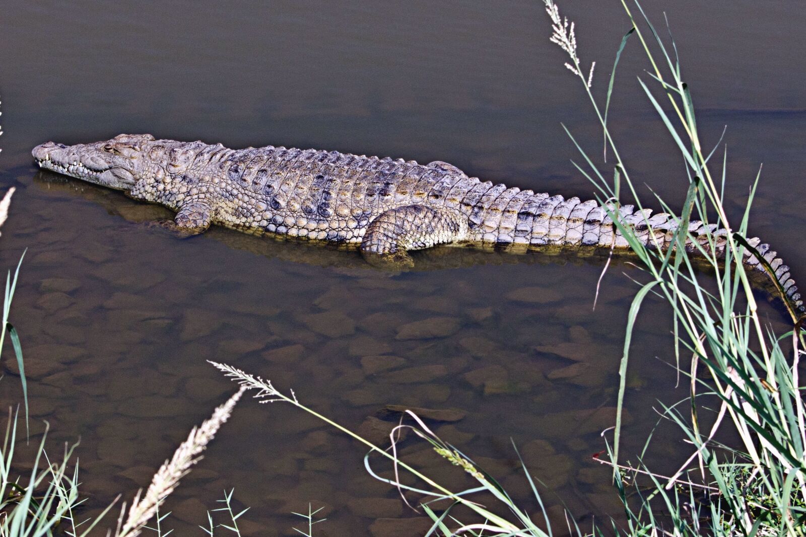 Canon EOS 550D (EOS Rebel T2i / EOS Kiss X4) sample photo. Alligator, crocodile, reptile, water photography
