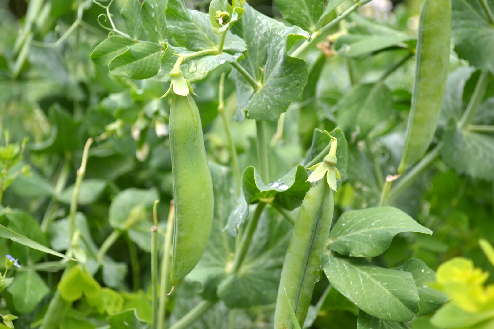 Nikon D3100 sample photo. Peas, green peas, plant photography