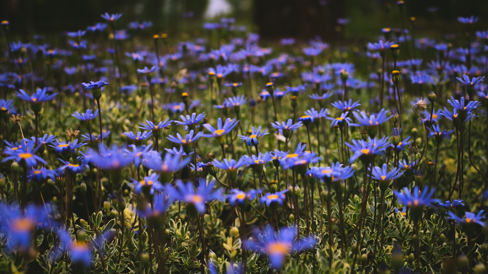 Canon EOS 800D (EOS Rebel T7i / EOS Kiss X9i) sample photo. Daisy, purple, their mums photography
