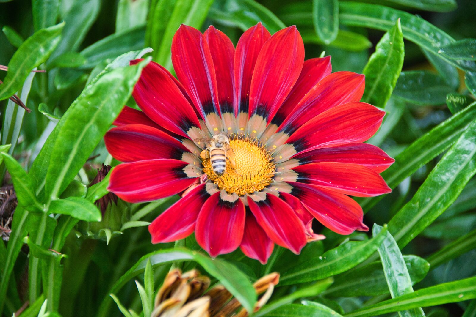 Sony ILCA-77M2 sample photo. Gazanie, bee, red photography