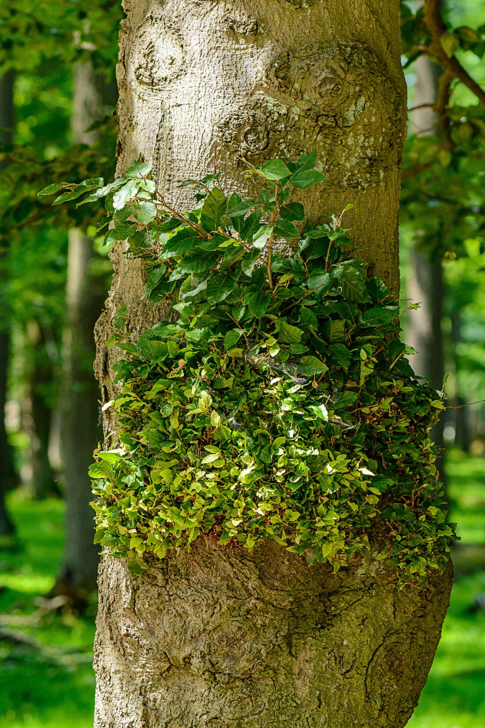 Nikon D7100 sample photo. Tree, nature, forest photography