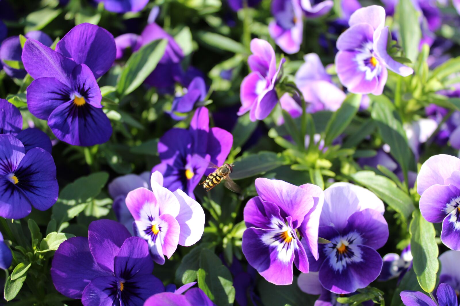 Canon EOS 1300D (EOS Rebel T6 / EOS Kiss X80) sample photo. Flowers, bee, nature photography