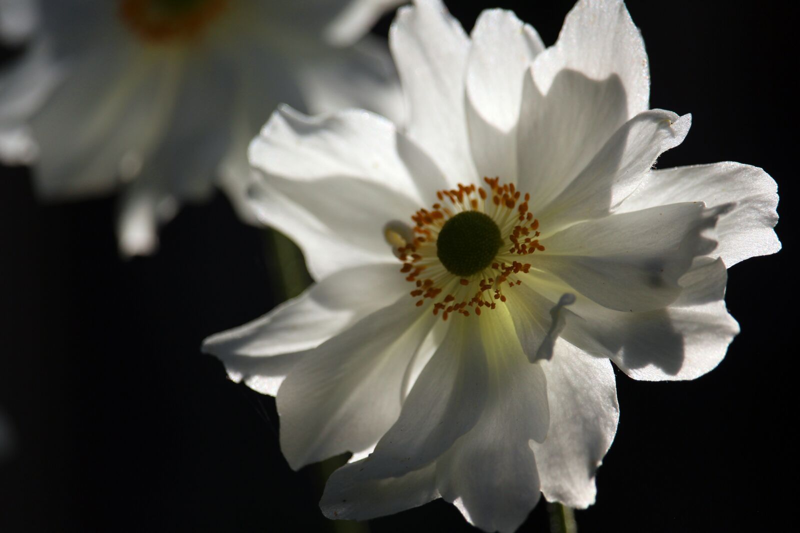 Canon EOS 700D (EOS Rebel T5i / EOS Kiss X7i) + Canon EF-S 55-250mm F4-5.6 IS STM sample photo. Anemone, white anemone, flower photography