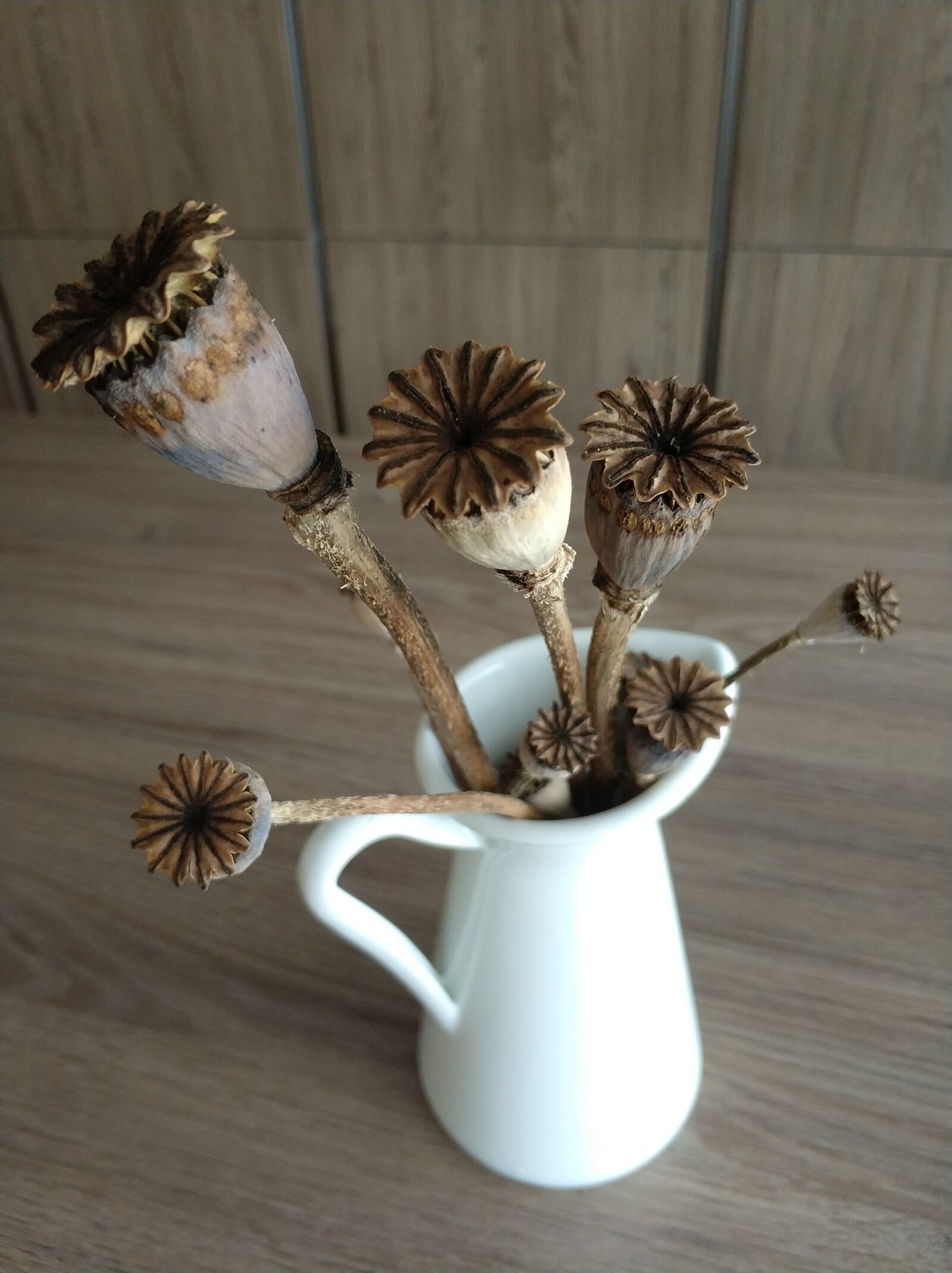 Xiaomi MI6 sample photo. Dried poppy flowers, vase photography
