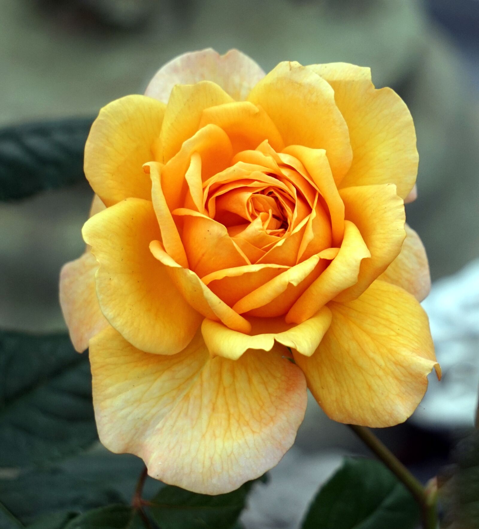 Sony Alpha a5000 (ILCE 5000) sample photo. Rose, yellow, blossom photography