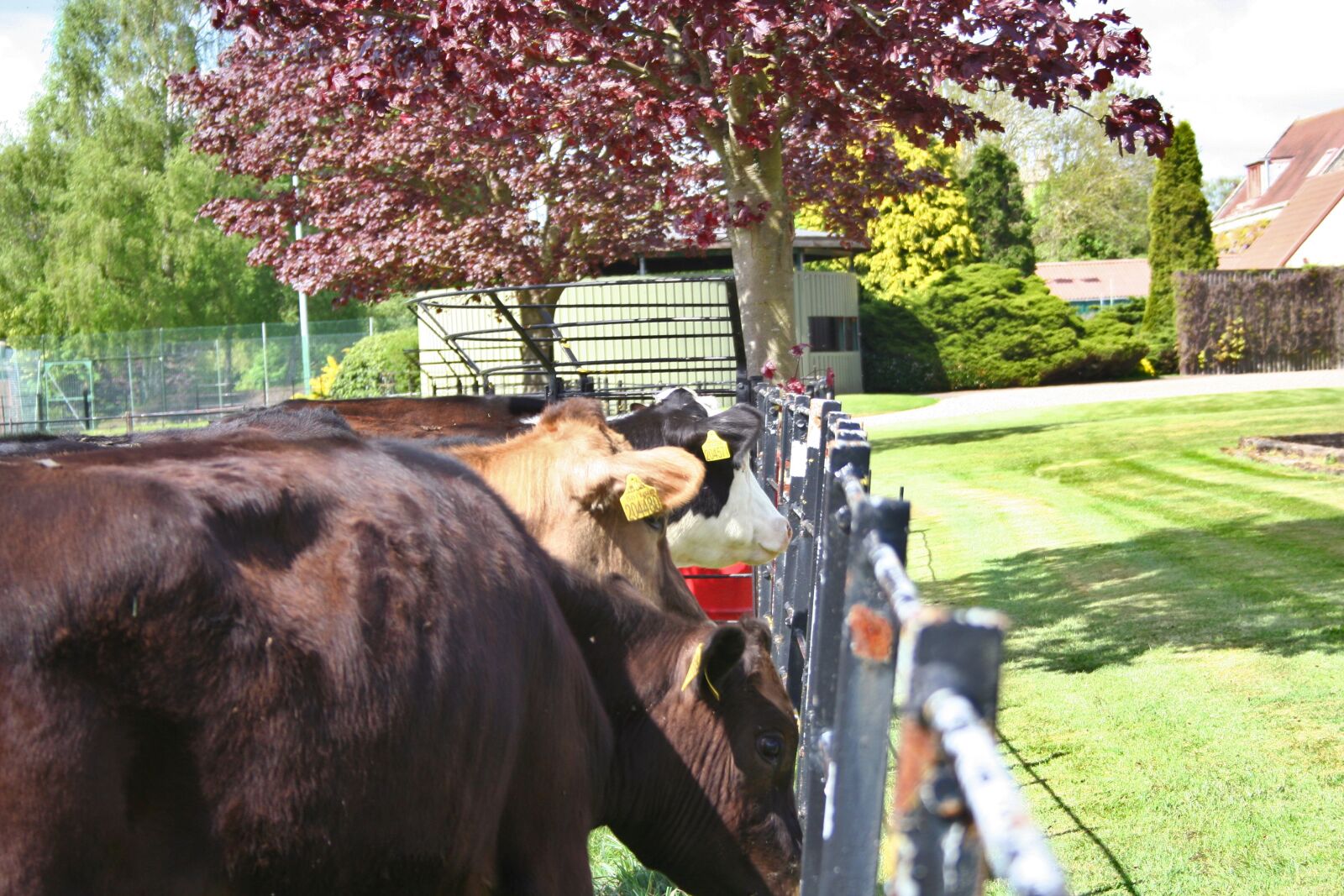 Canon EOS 350D (EOS Digital Rebel XT / EOS Kiss Digital N) sample photo. Cow, eating, wildlife photography