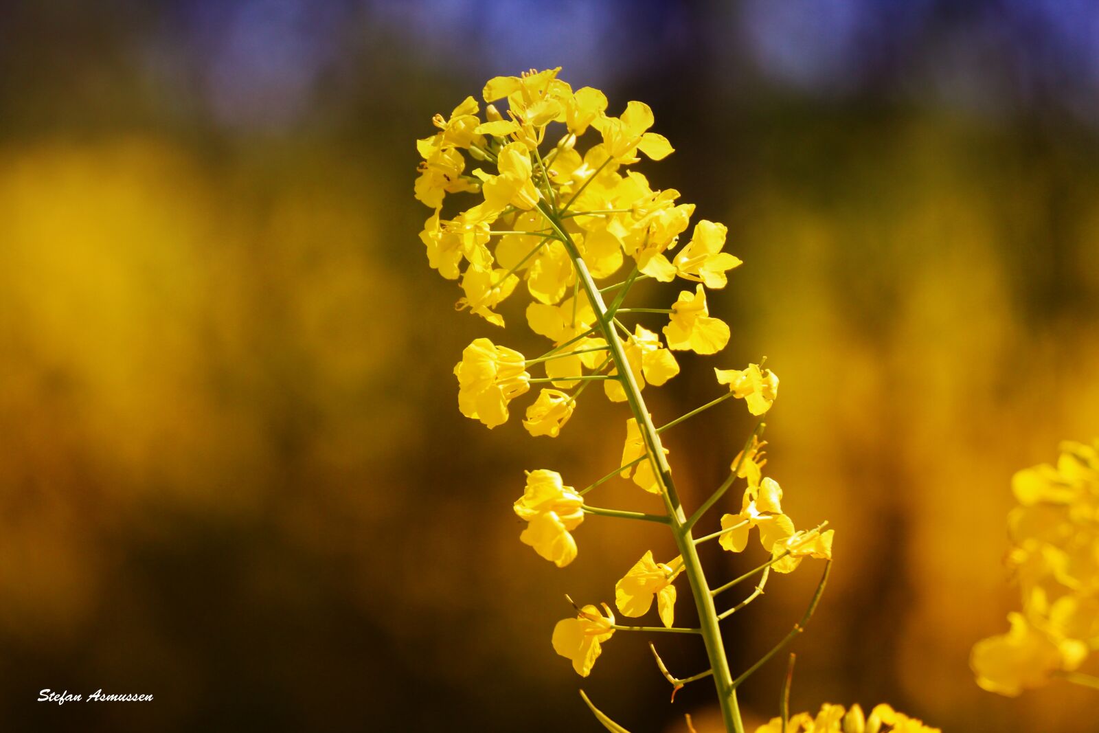 Canon EOS 600D (Rebel EOS T3i / EOS Kiss X5) sample photo. Oilseed rape, summer, field photography