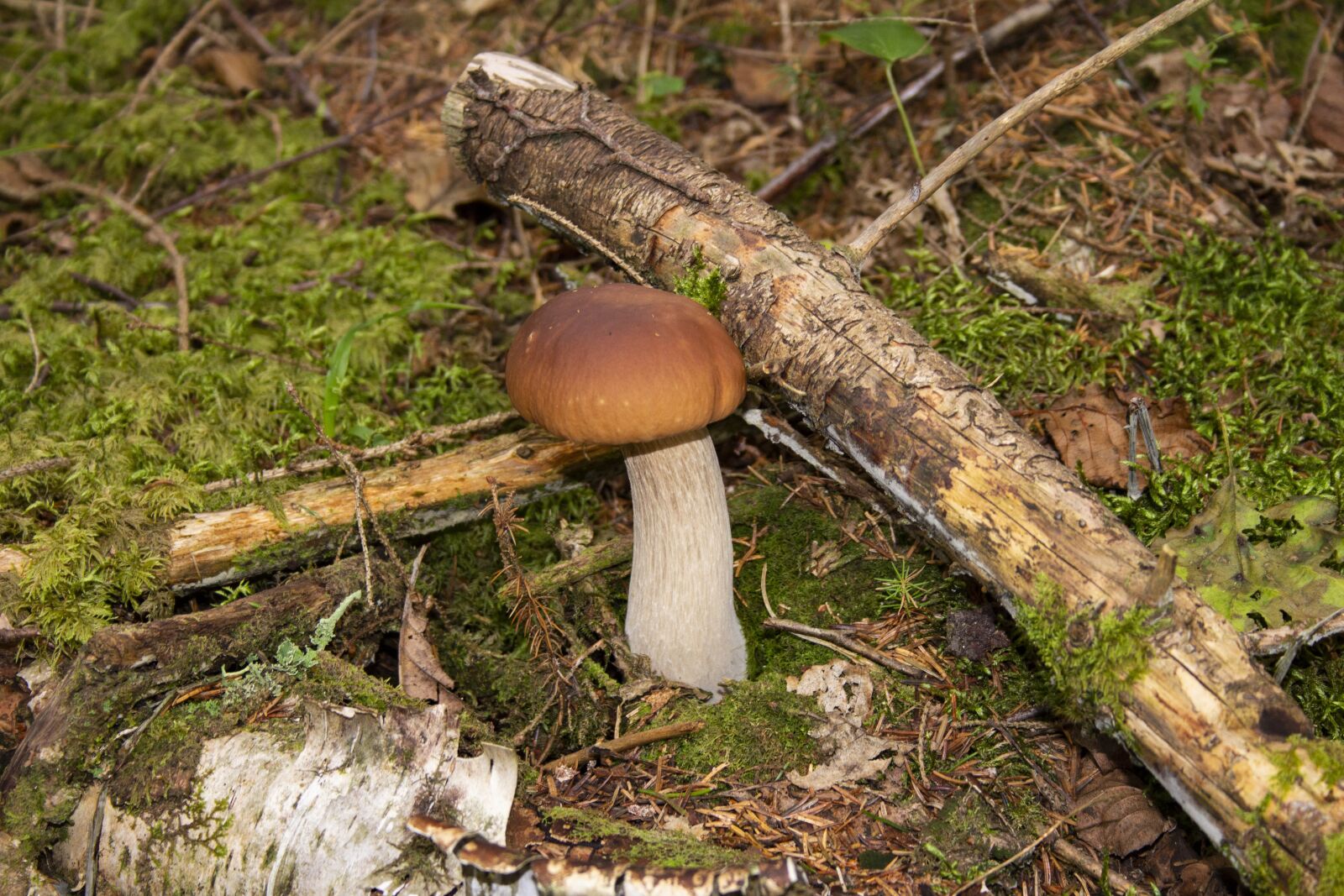 Canon EF-S 18-55mm F3.5-5.6 II sample photo. Cep, nature, edible photography
