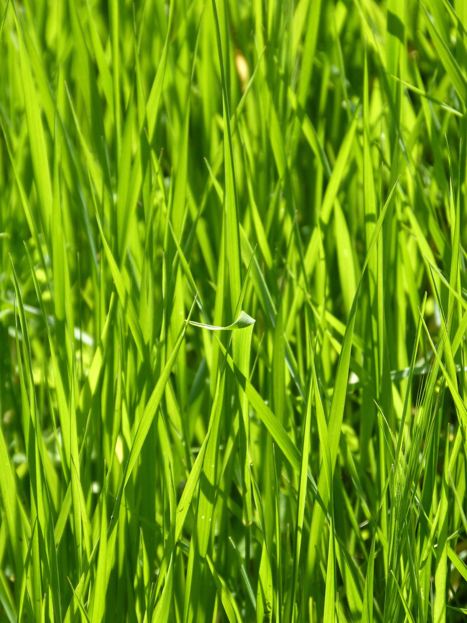Panasonic DMC-FZ62 sample photo. Lawn, lush, plant photography