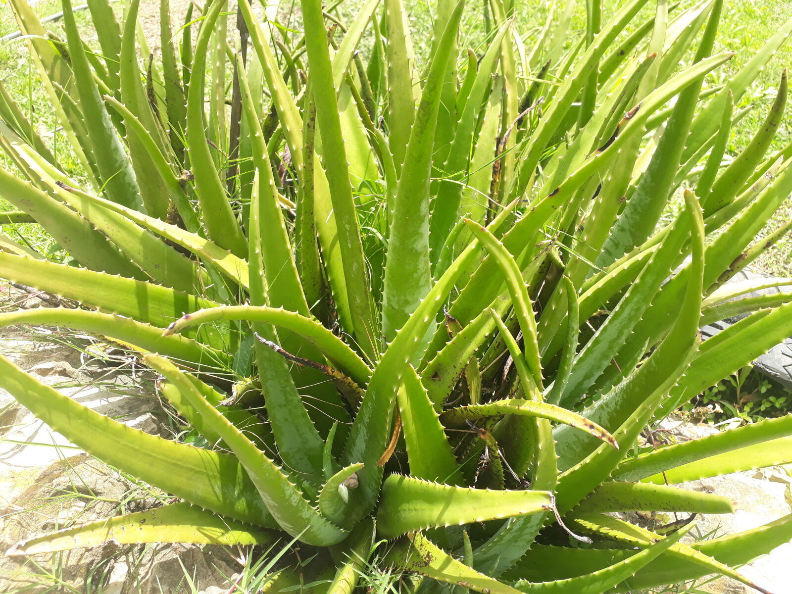 Samsung Galaxy J7 Prime sample photo
