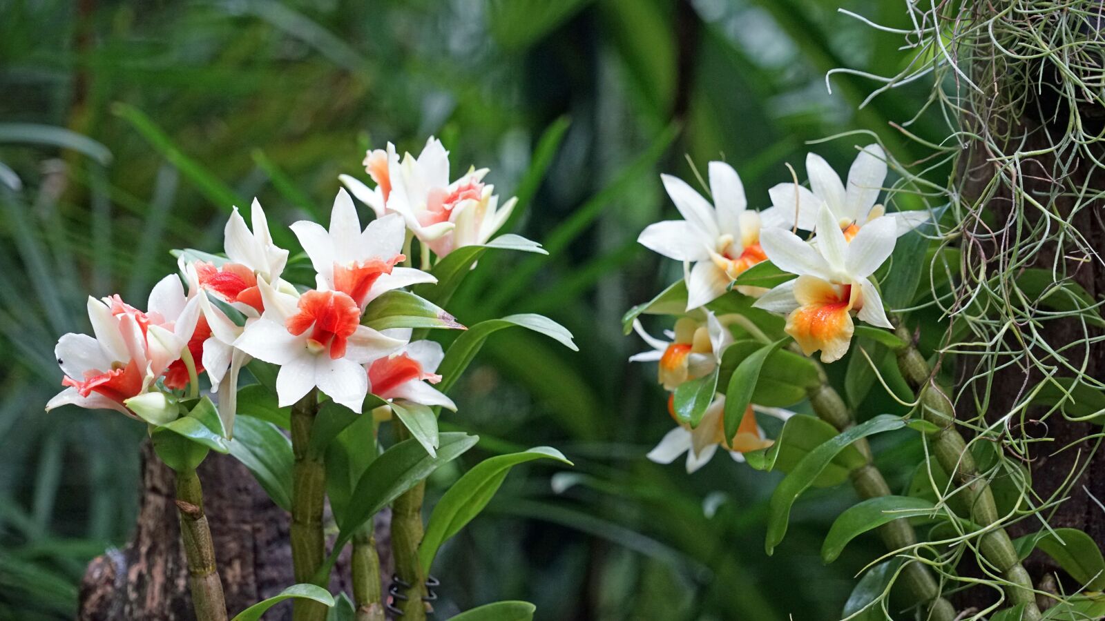 Sony a7 + Sony FE 24-240mm F3.5-6.3 OSS sample photo. Orchid, botanical garden, singapore photography