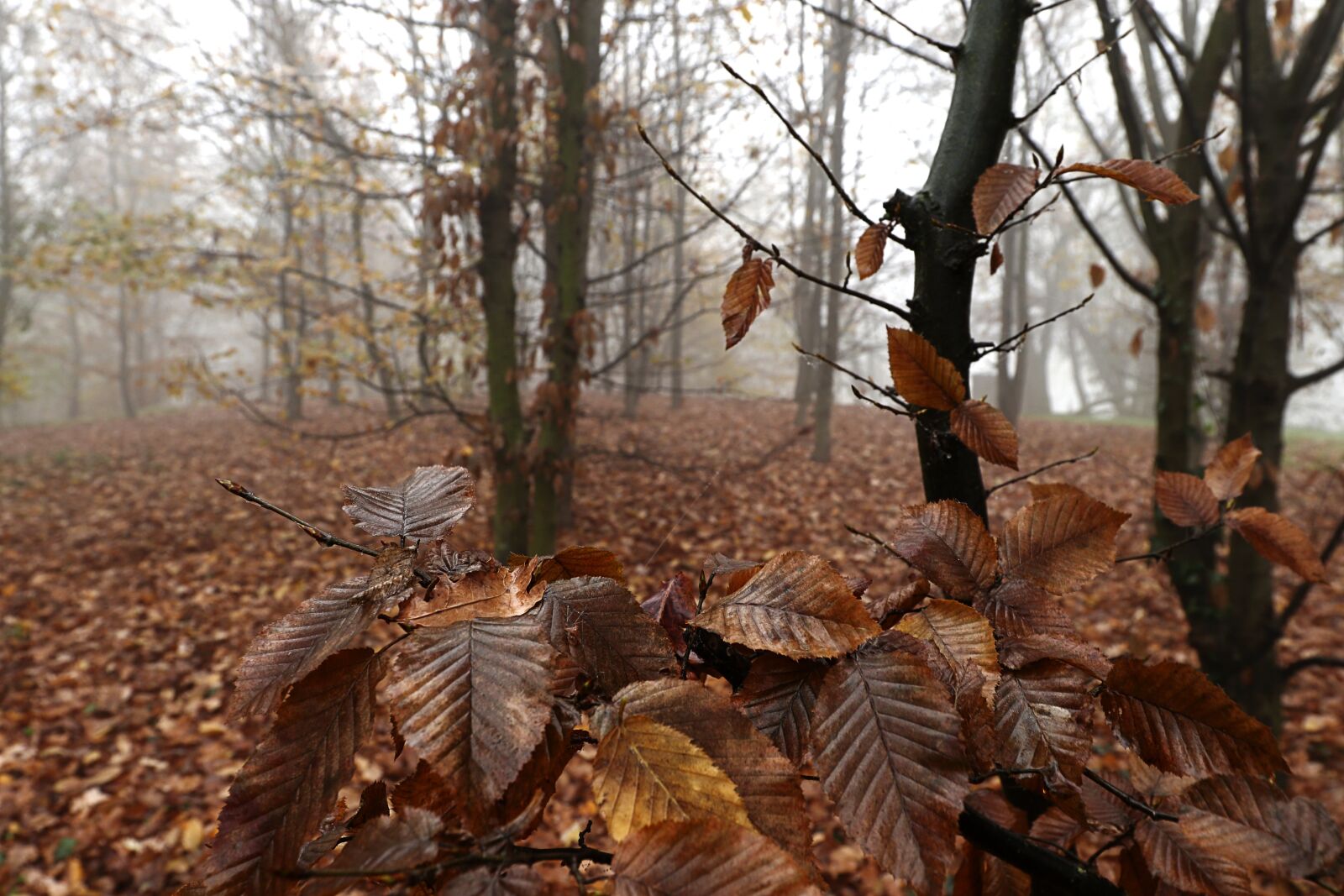 Canon EF 16-35mm F4L IS USM sample photo. Autumn, forest, fog photography
