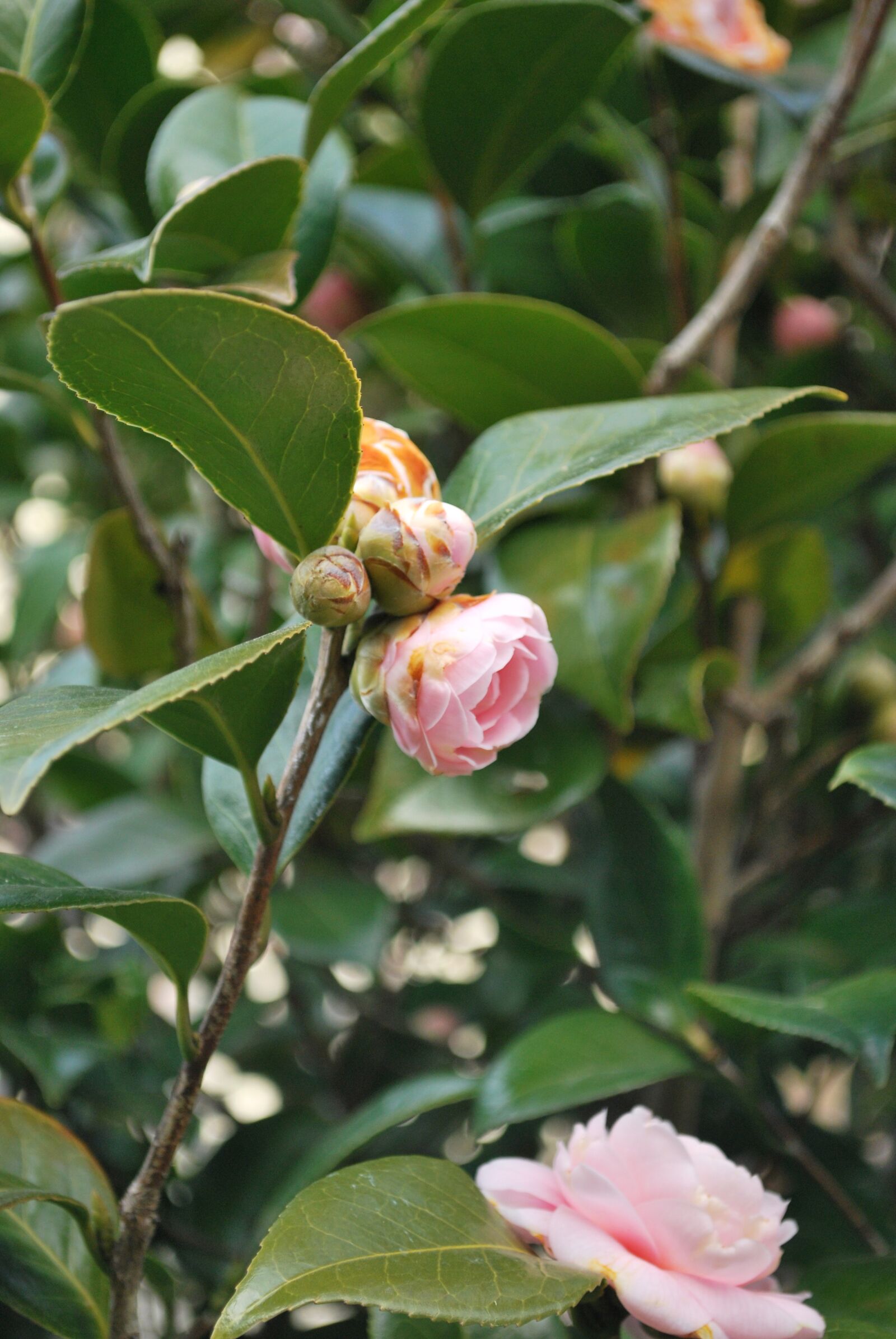 Nikon D60 sample photo. Flower, camellia, flowers photography