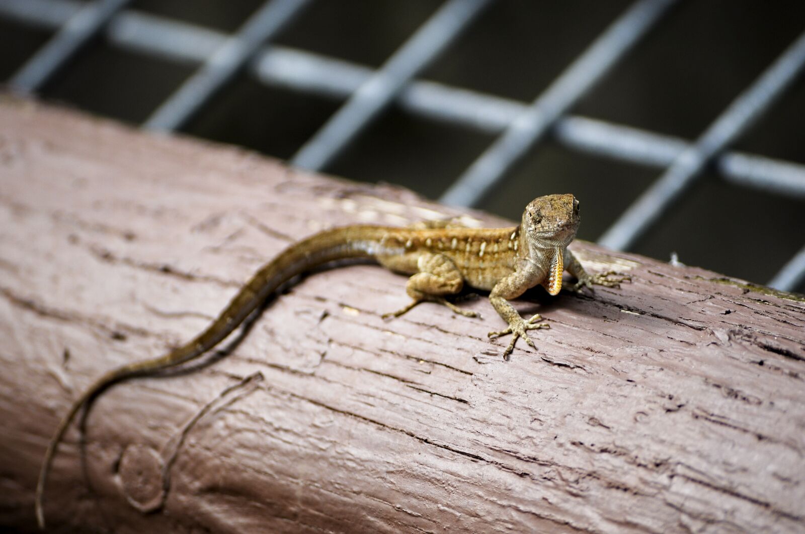 Nikon D5000 sample photo. Lizard, animal, reptile photography