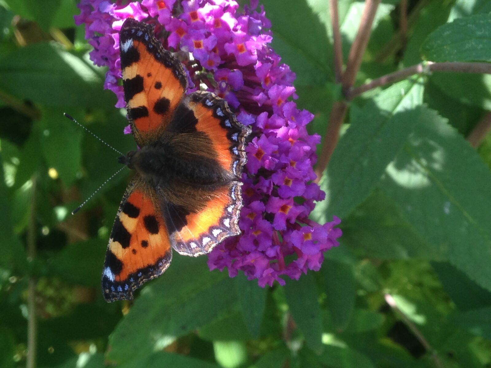 iPhone 5 back camera 4.12mm f/2.4 sample photo. Butterfly, at home, lilac photography