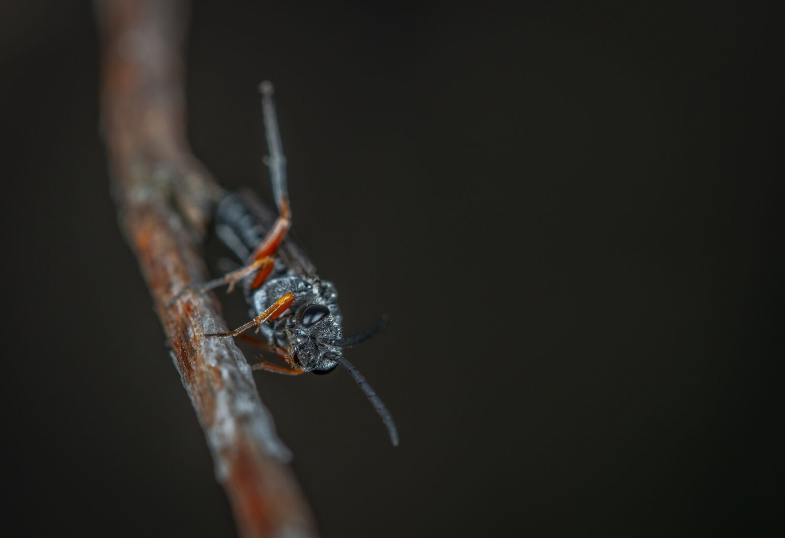 Sony a7R II + Canon EF 100mm F2.8L Macro IS USM sample photo. Insect, bespozvonochnoe, nature photography