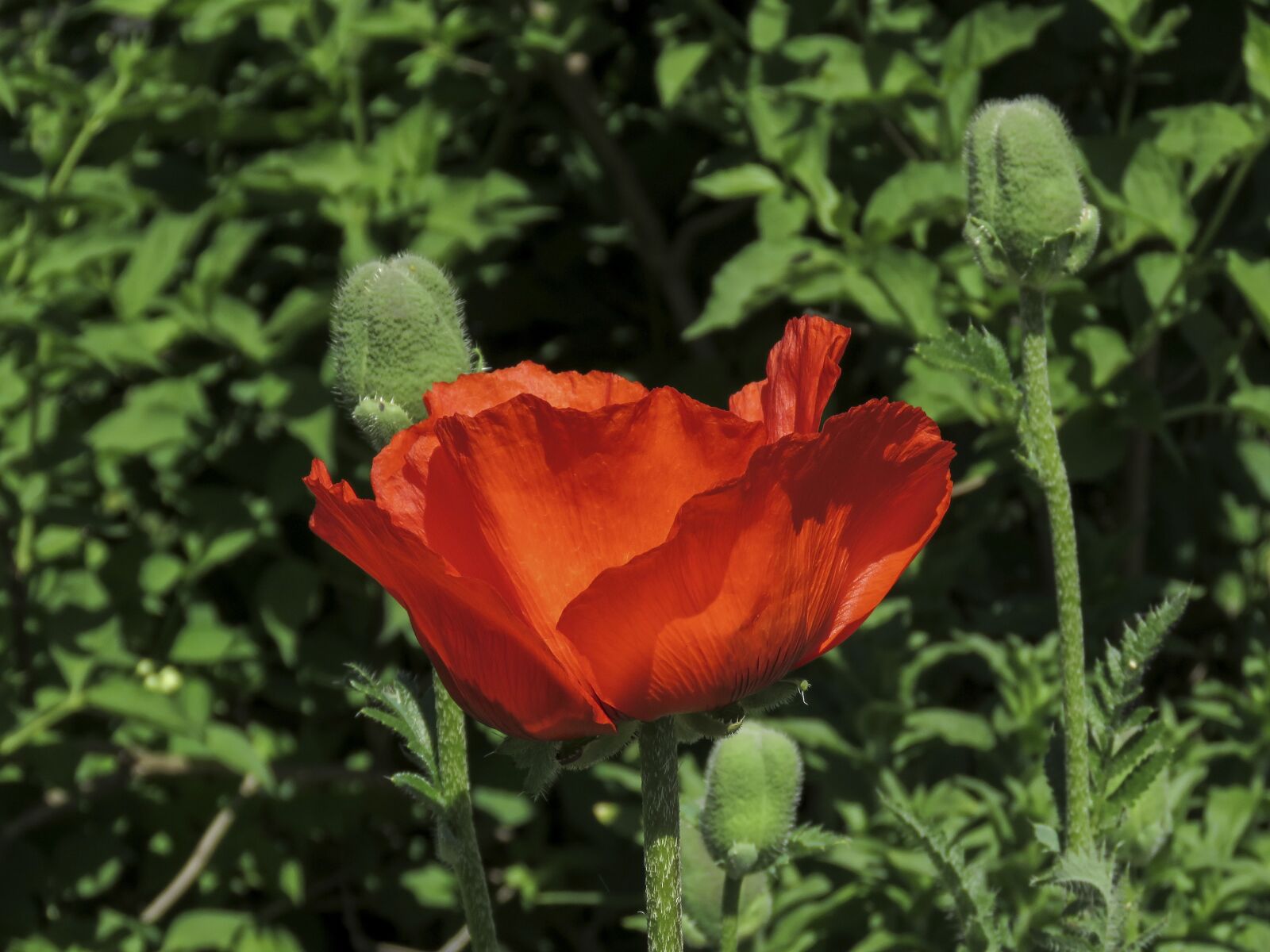 Canon PowerShot SX60 HS sample photo. Flower, mack, red photography