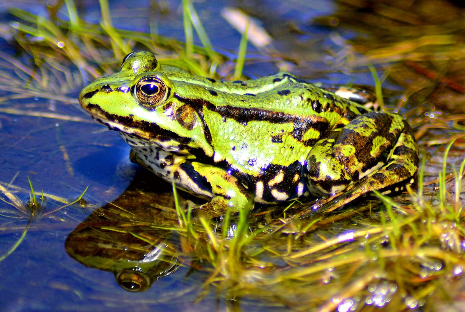 Nikon D3200 sample photo. Frog, lake, high photography