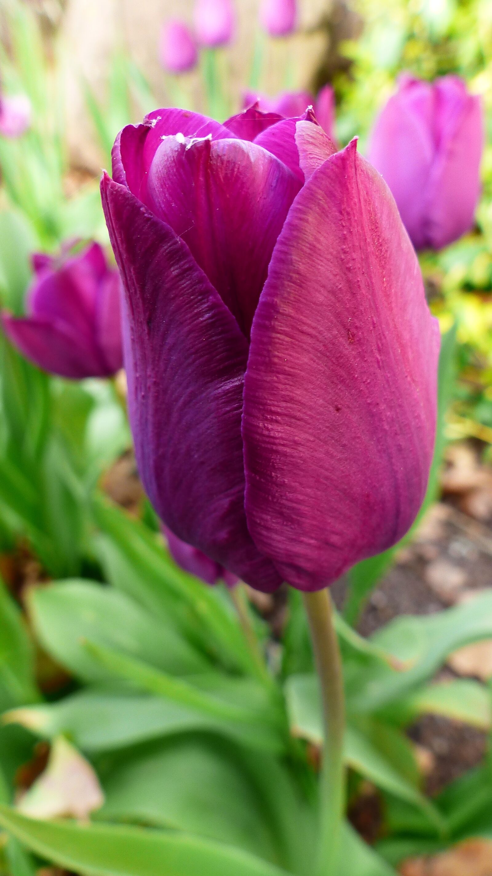 Panasonic Lumix DMC-FZ200 sample photo. Nature, flower, plant photography