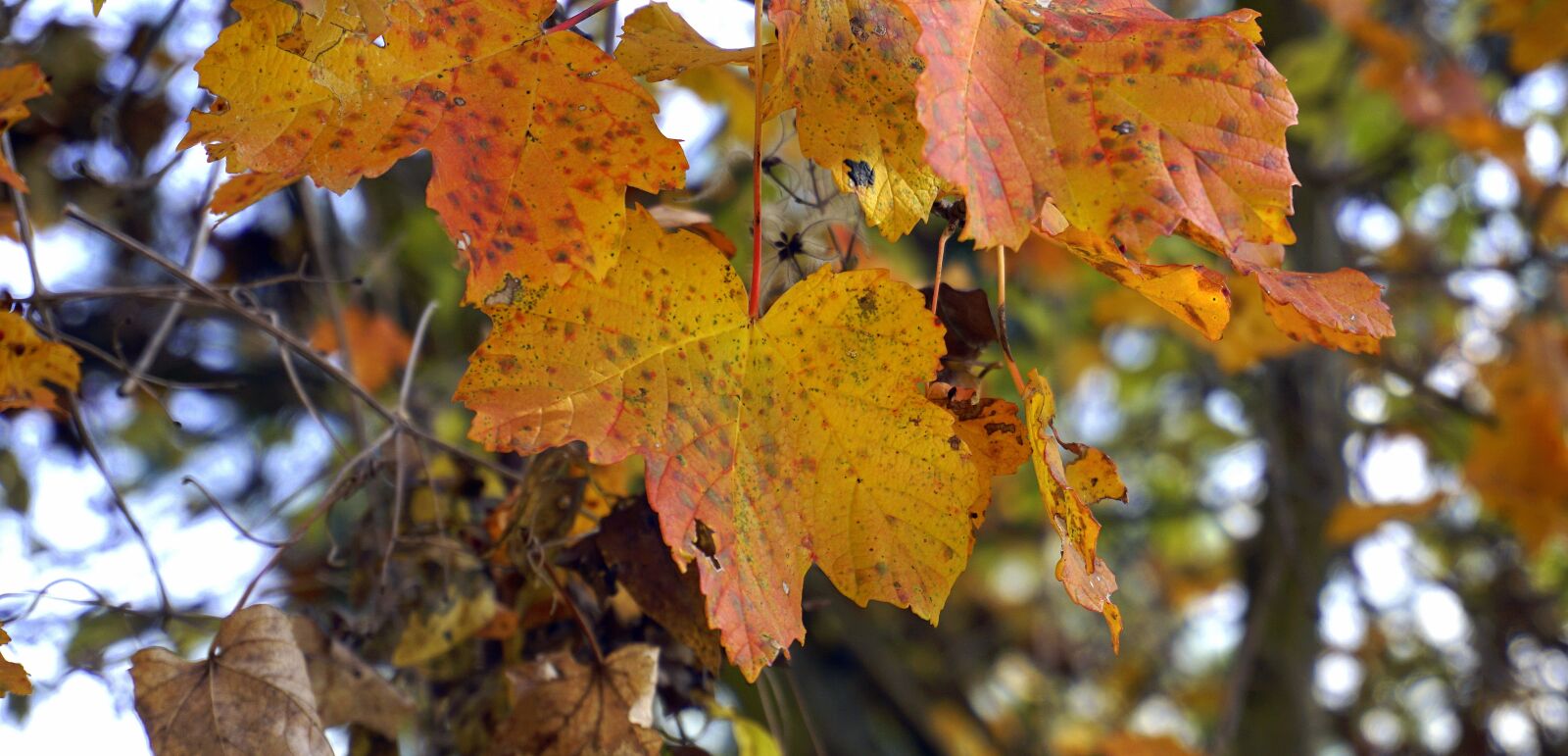 Sony a6000 sample photo. Leaves, autumn, forest photography