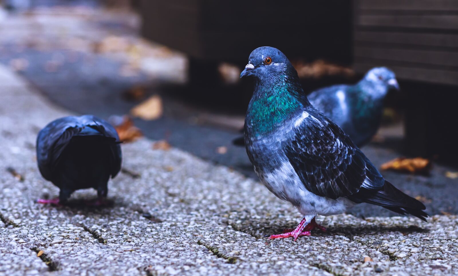 Canon EOS R sample photo. Birds, pigeons, wings photography