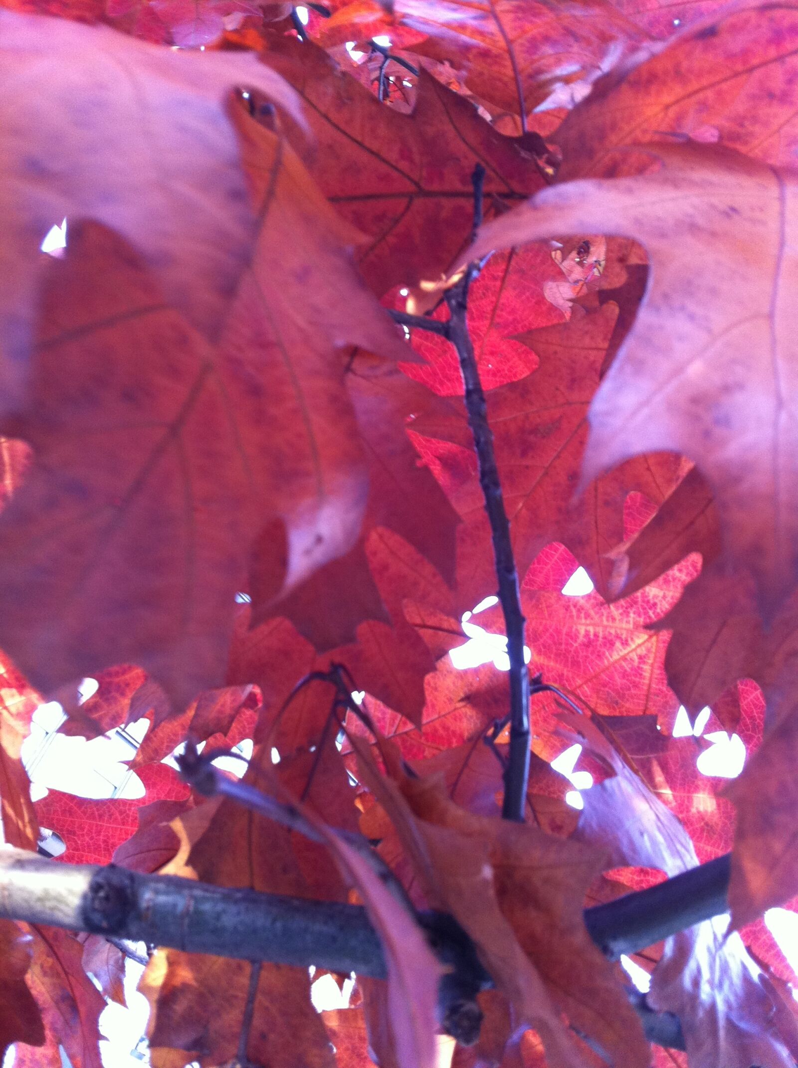Apple iPhone 4 sample photo