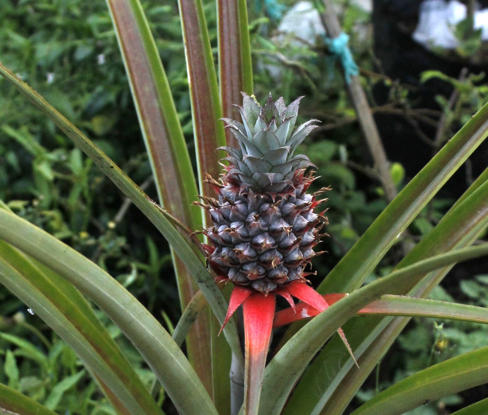 Canon EOS 1100D (EOS Rebel T3 / EOS Kiss X50) sample photo. Pineapple, fruit, plant photography