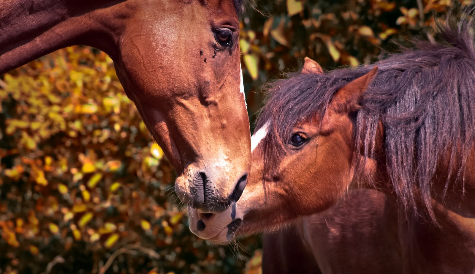 Canon EOS 1000D (EOS Digital Rebel XS / EOS Kiss F) sample photo. Animal, horses, animals photography