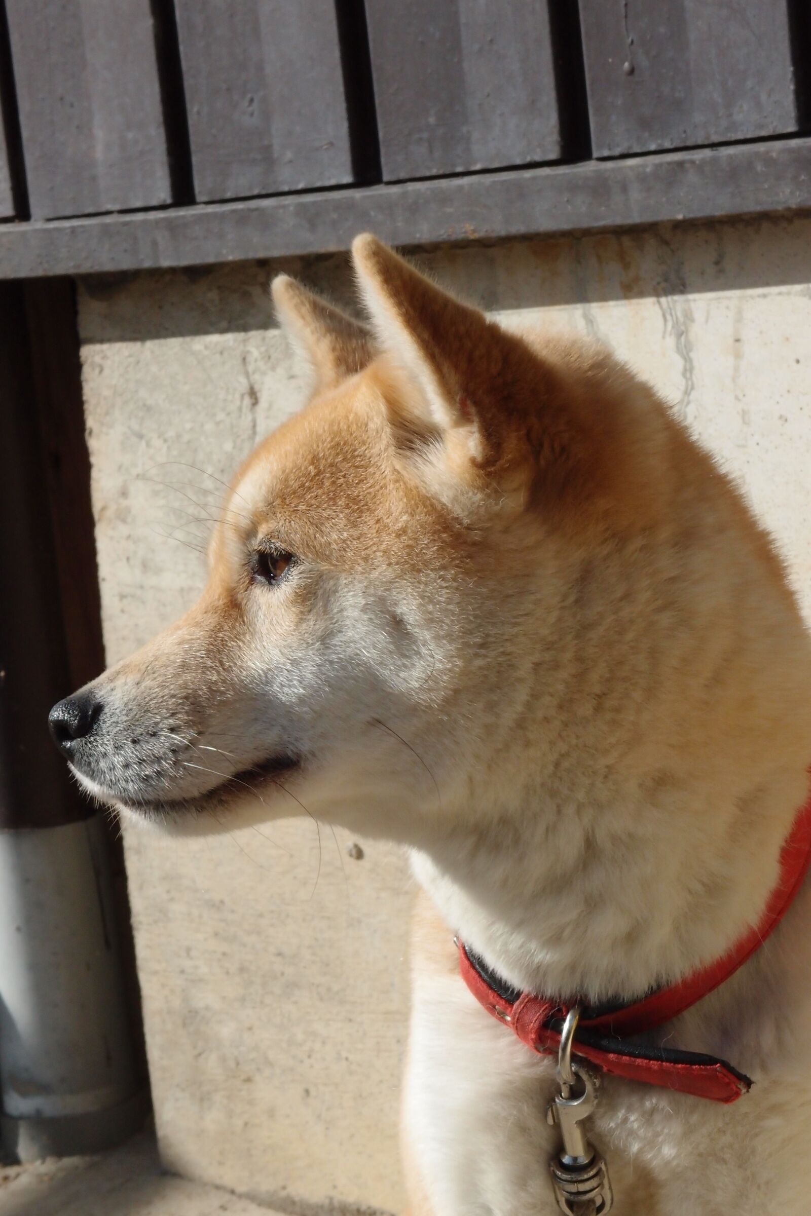 Olympus XZ-1 sample photo. Dog, shiba inu, animal photography