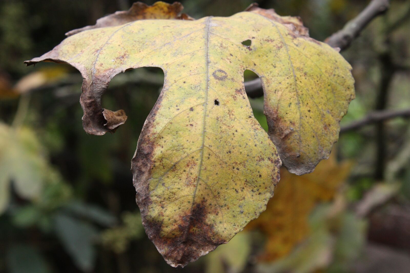 Canon EOS 450D (EOS Rebel XSi / EOS Kiss X2) sample photo. Yellow sheet, dry leaf photography