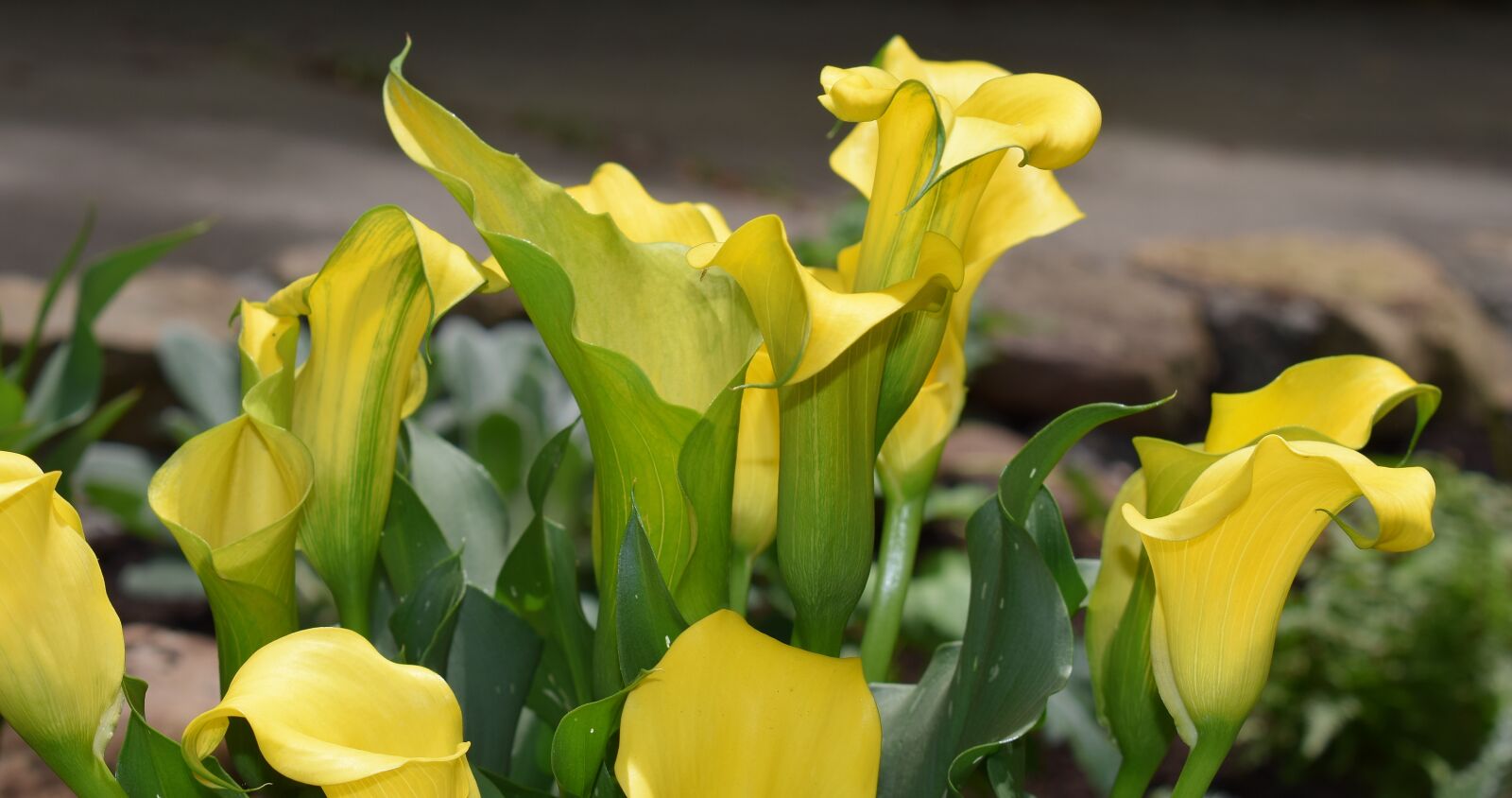 Nikon D3300 sample photo. Calla lily, flower, blossom photography