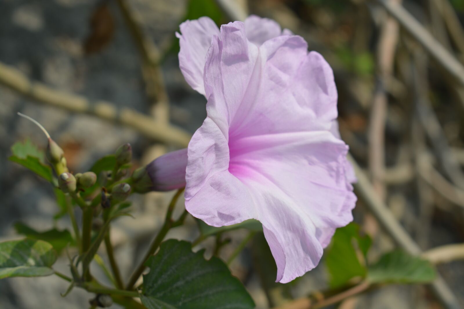 Nikon D5200 sample photo. Morning glory, flower, winter photography