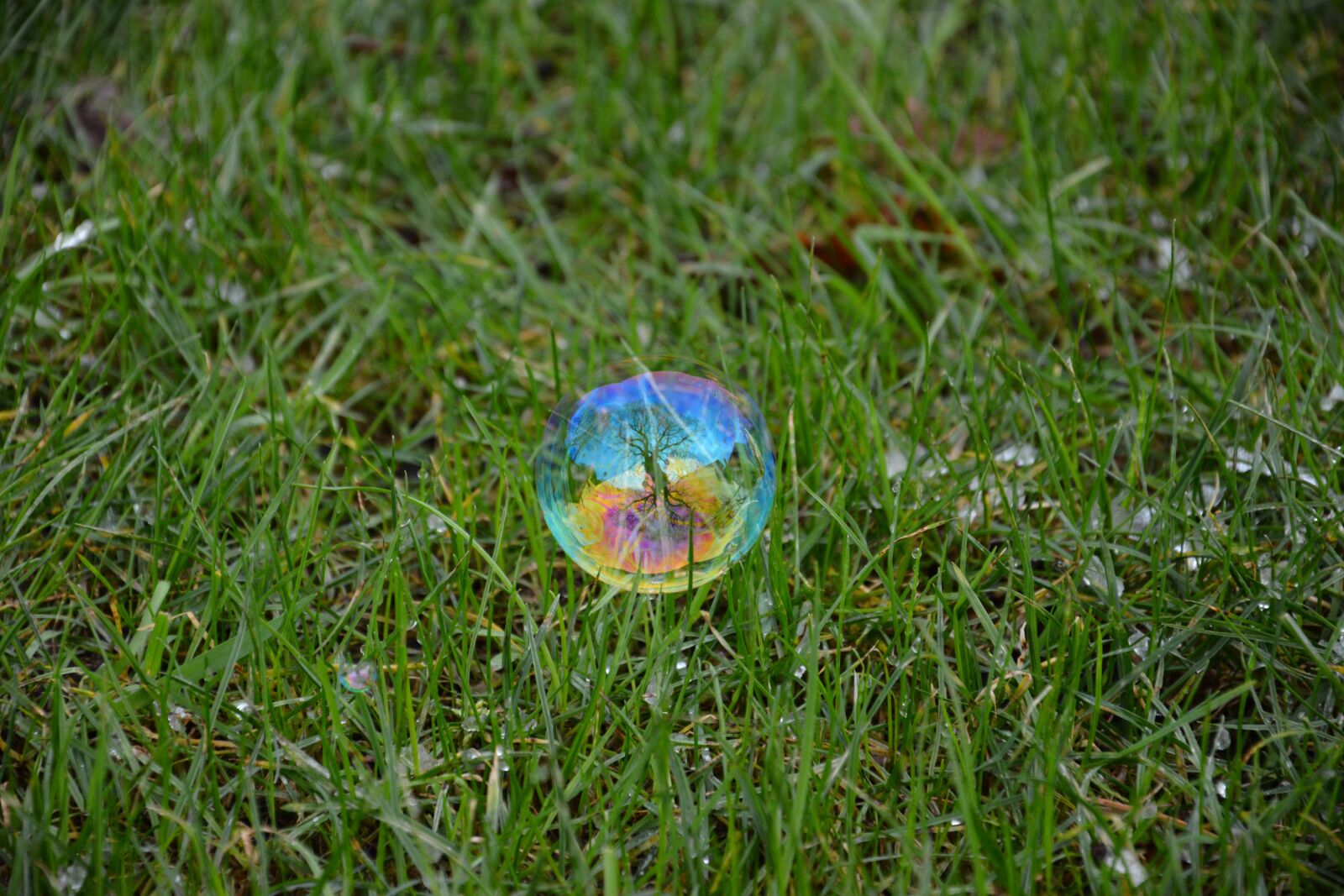 Nikon D7100 sample photo. Grass, tree, reflection photography