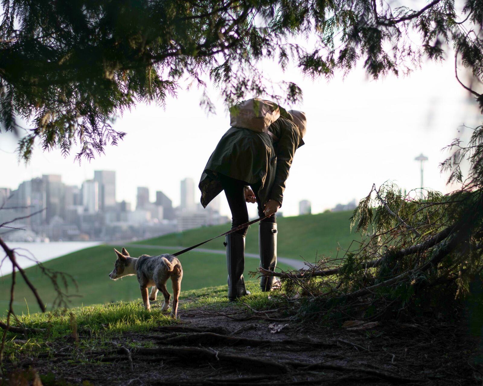 Nikon D3400 sample photo. Dog, pet, tree photography