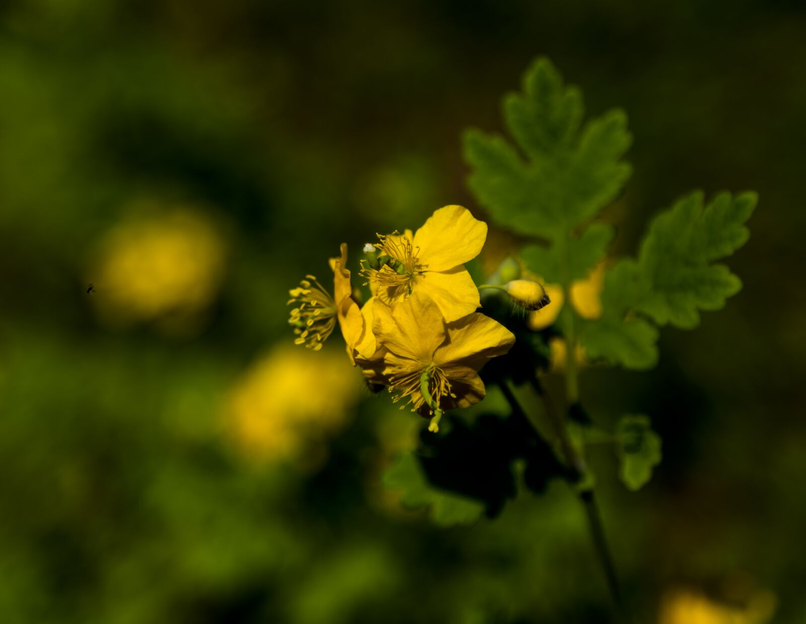 Canon EOS 6D + Canon EF 24-105mm F4L IS USM sample photo. Flowers, yellow, korea photography