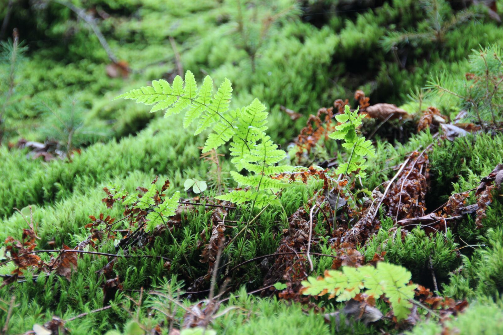 Canon EOS 600D (Rebel EOS T3i / EOS Kiss X5) sample photo. Fern, forest, jungle photography