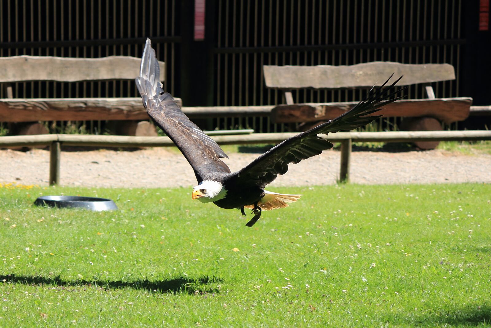 Canon EF-S 55-250mm F4-5.6 IS II sample photo. Raptor, bird of prey photography