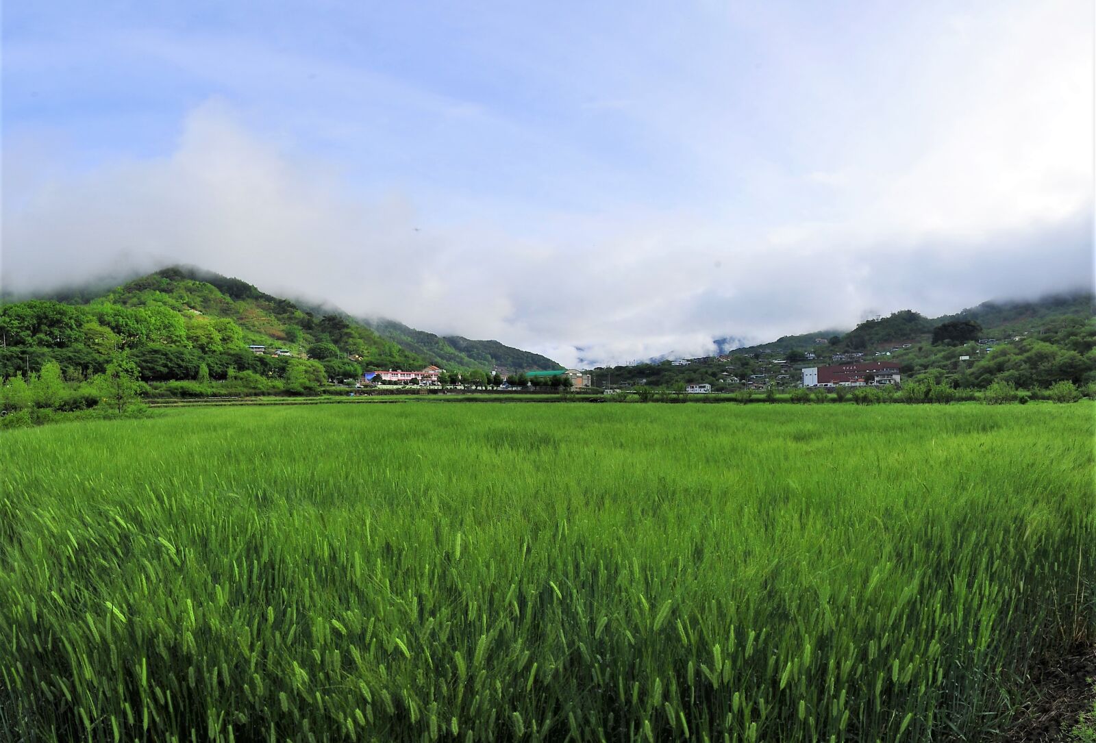 Nikon D3S sample photo. Barley field, nature, landscape photography
