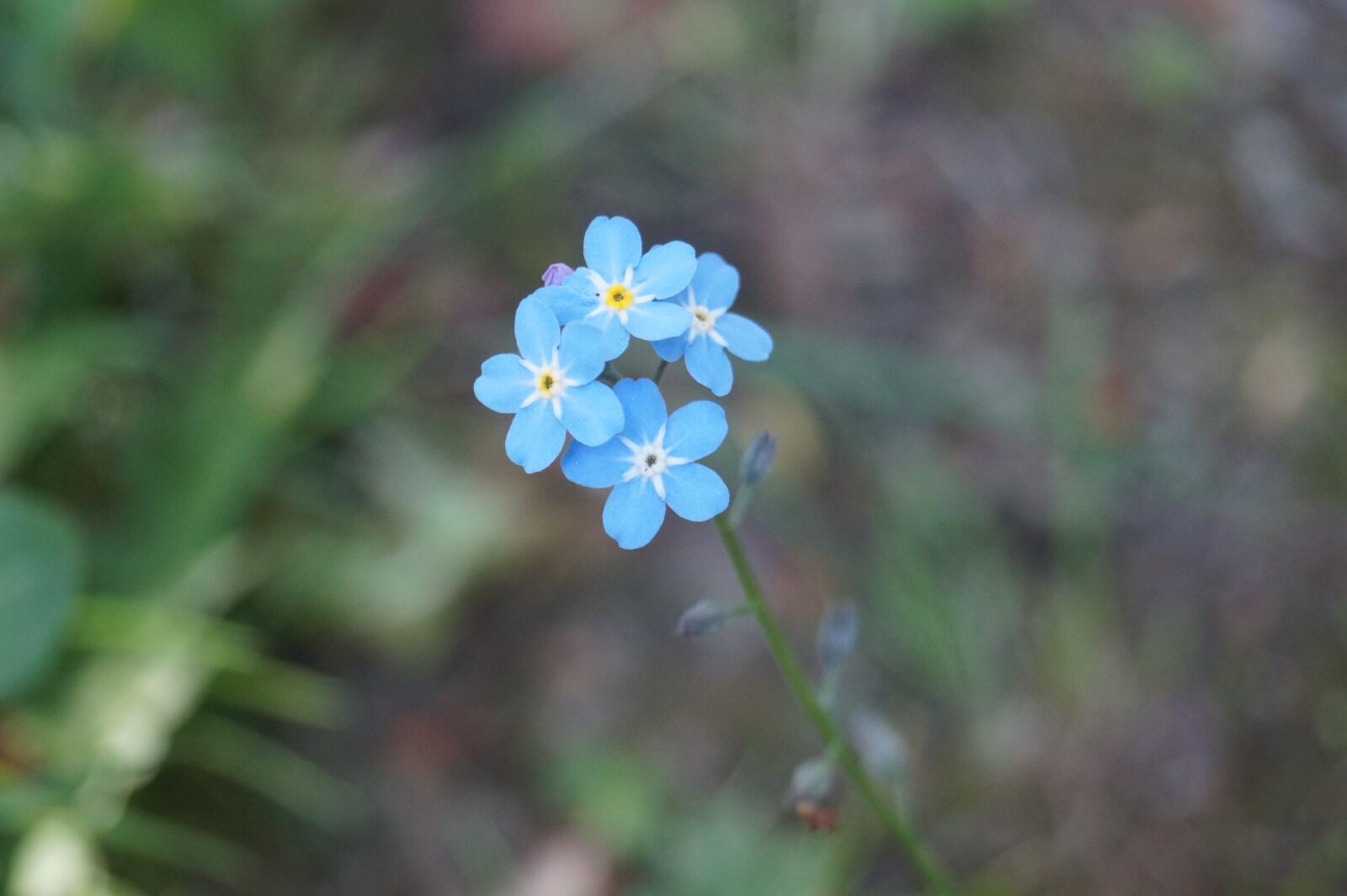 Sony DT 18-55mm F3.5-5.6 SAM II sample photo. Flower, blossom, bloom photography