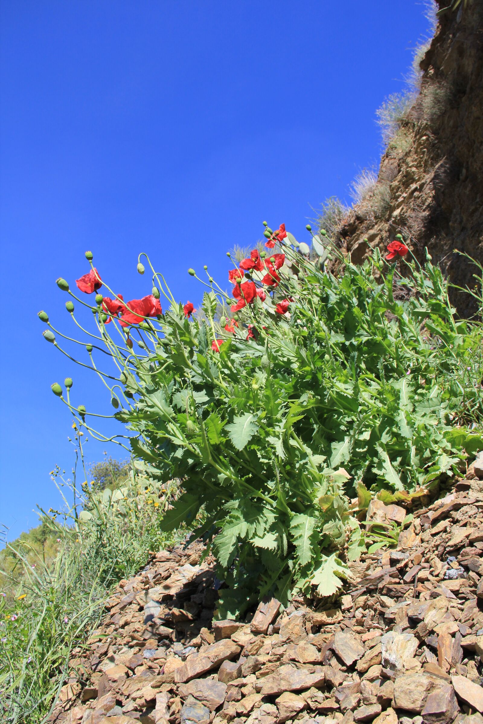 Canon EOS 550D (EOS Rebel T2i / EOS Kiss X4) sample photo. Poppy, spain, mountainside photography