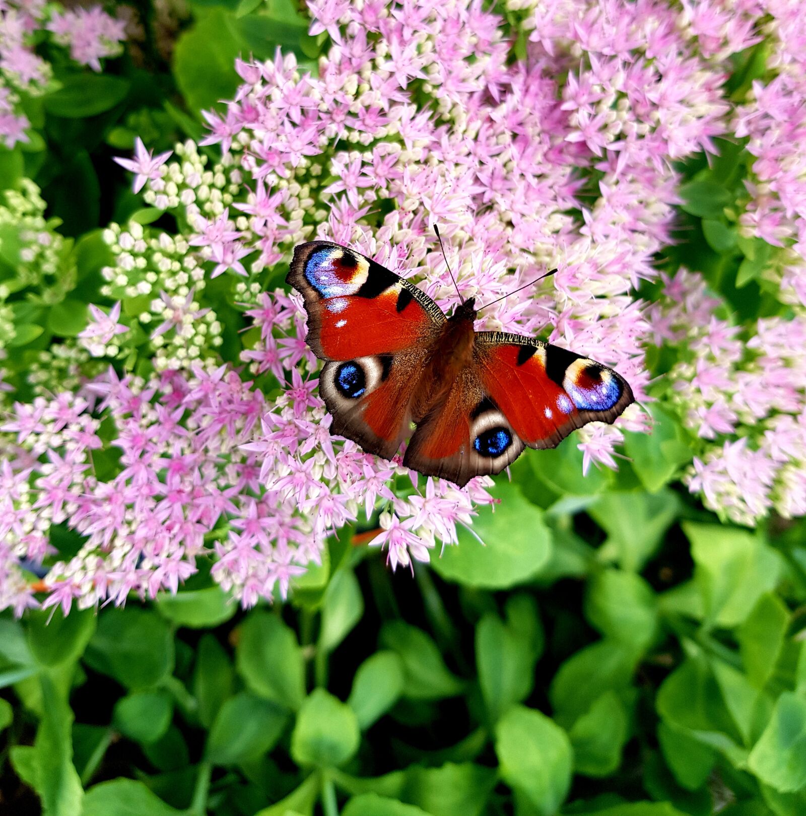 Samsung SM-N950F sample photo. Peacock butterfly, nature, pink photography