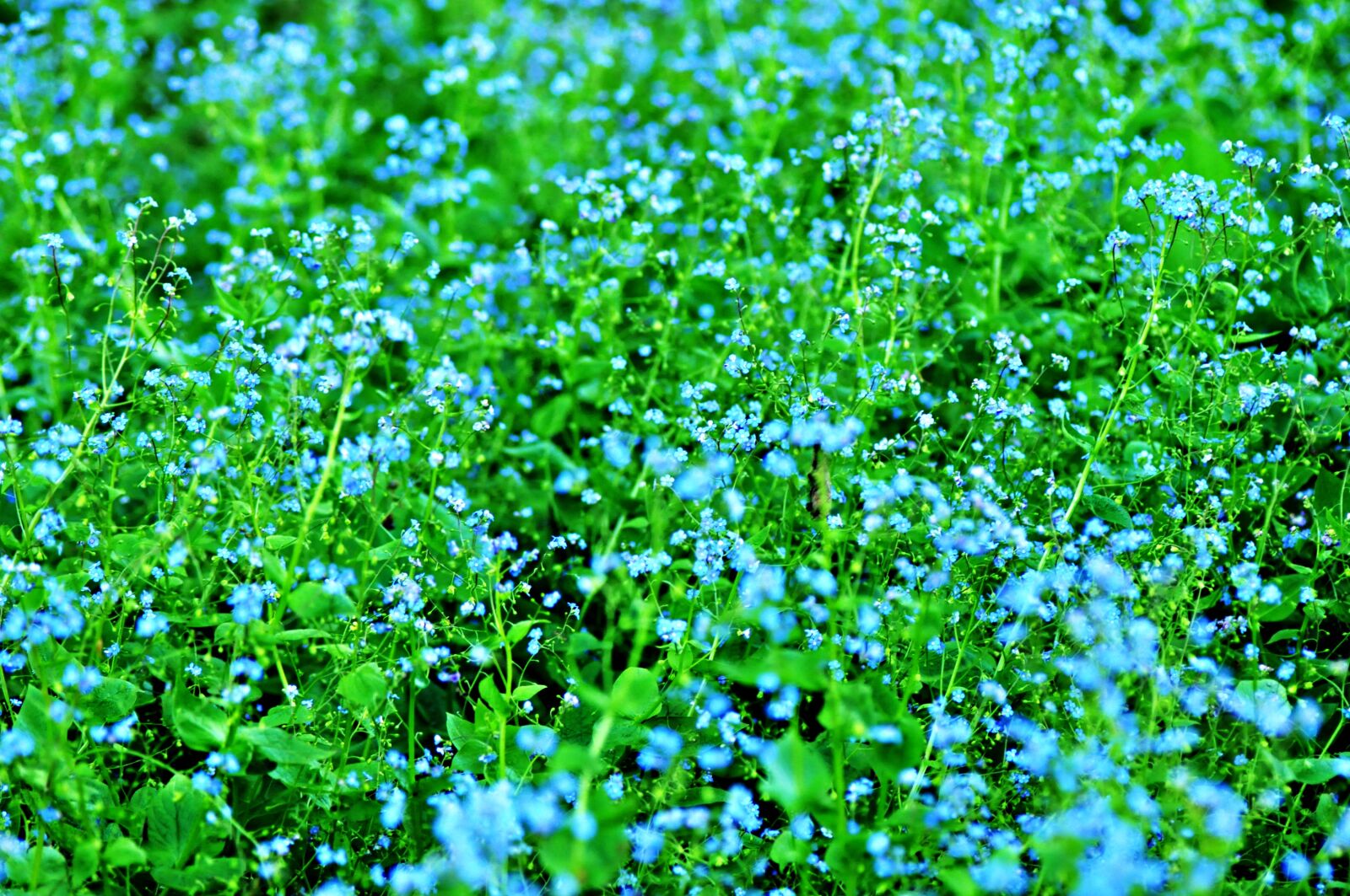 Nikon D90 sample photo. Veronica, speedwell, flower photography