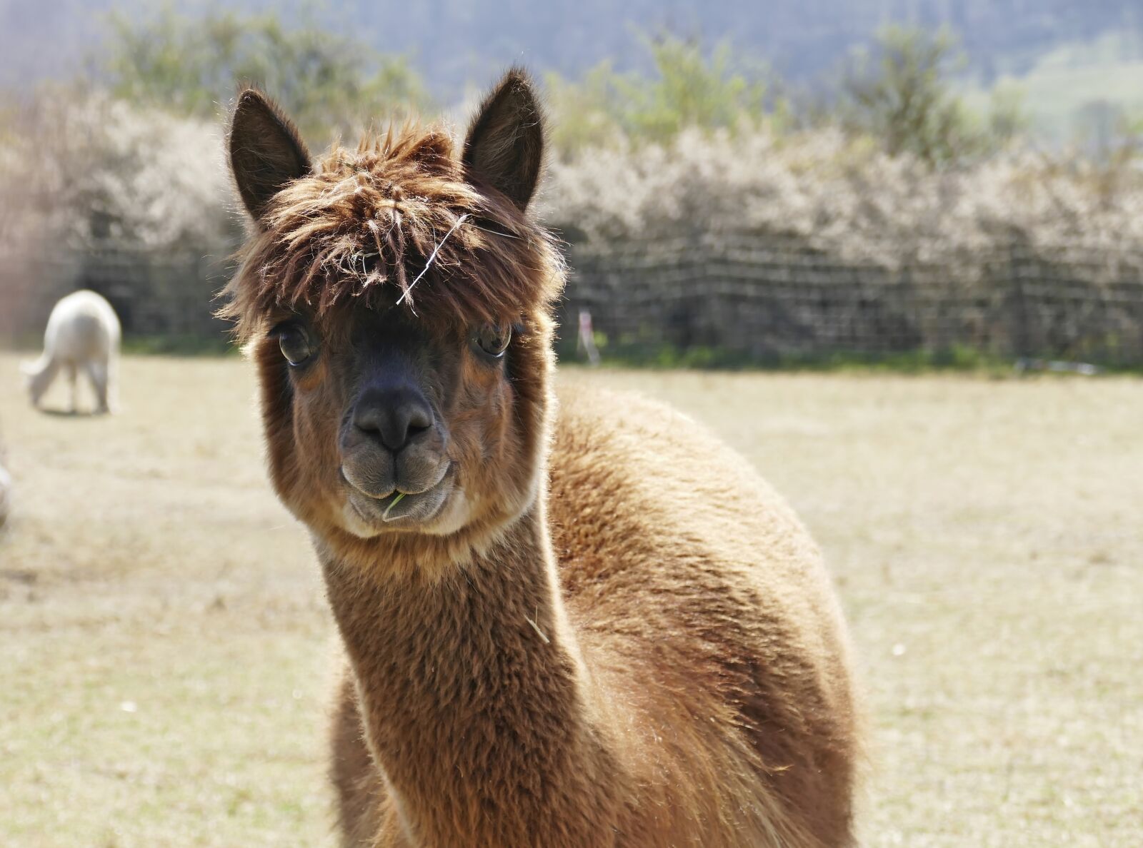 Panasonic Lumix DMC-FZ1000 sample photo. Alpaca, mammal, peru photography
