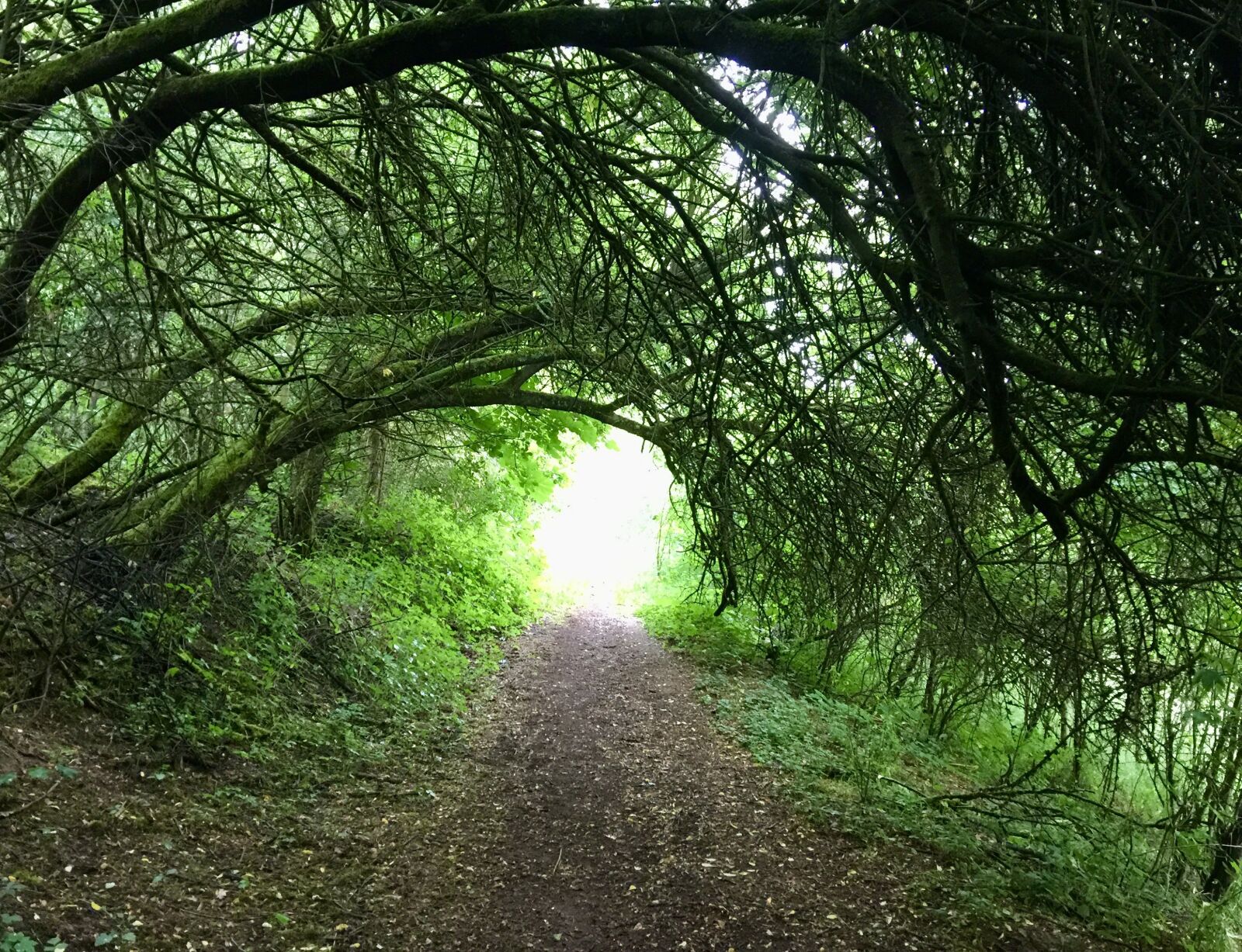 iPhone 6 Plus back camera 4.15mm f/2.2 sample photo. Away, trees, light photography