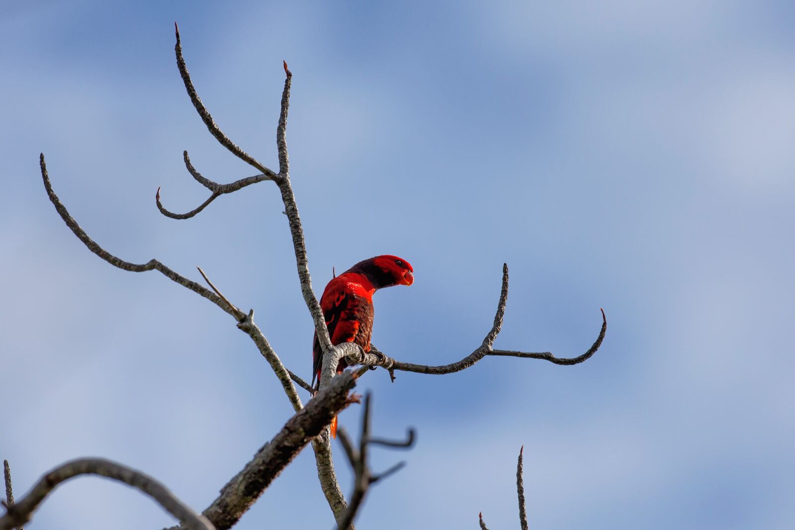 Canon EOS 5D Mark II sample photo. Red bird, channel marketing photography