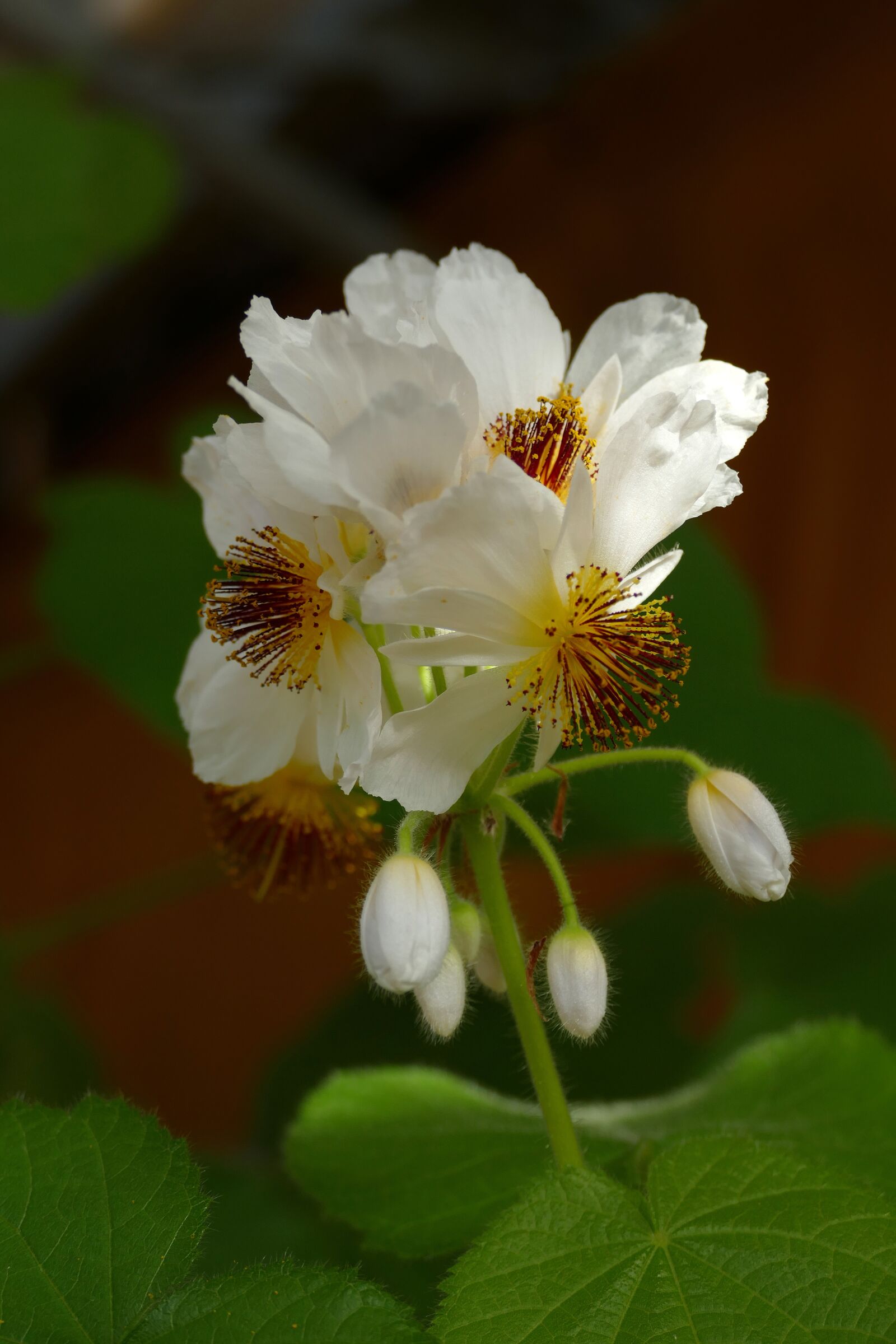 Panasonic Lumix DMC-FZ1000 sample photo. Flower, button, pestle photography
