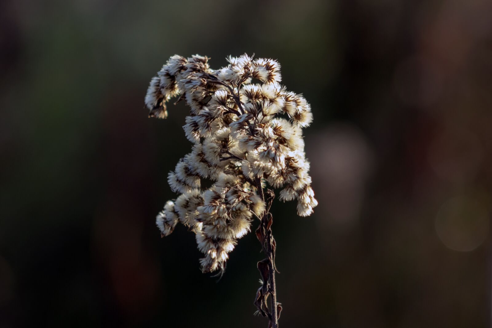 Canon EF75-300mm f/4-5.6 sample photo. Wildflower, goldenrod, meadow flower photography