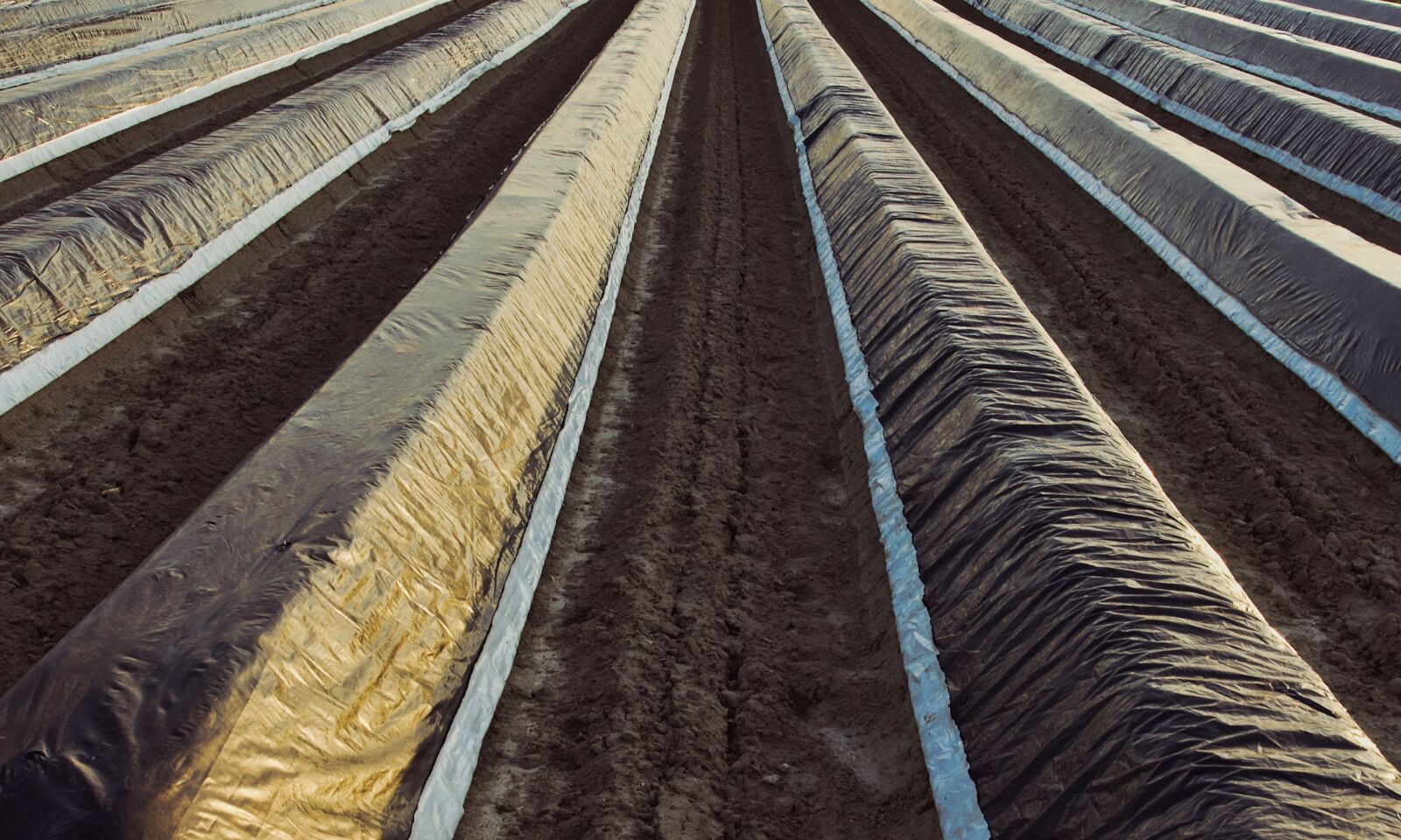 Nikon Z6 + Nikon Nikkor Z 24-70mm F4 S sample photo. Asparagus hills, slide, agriculture photography