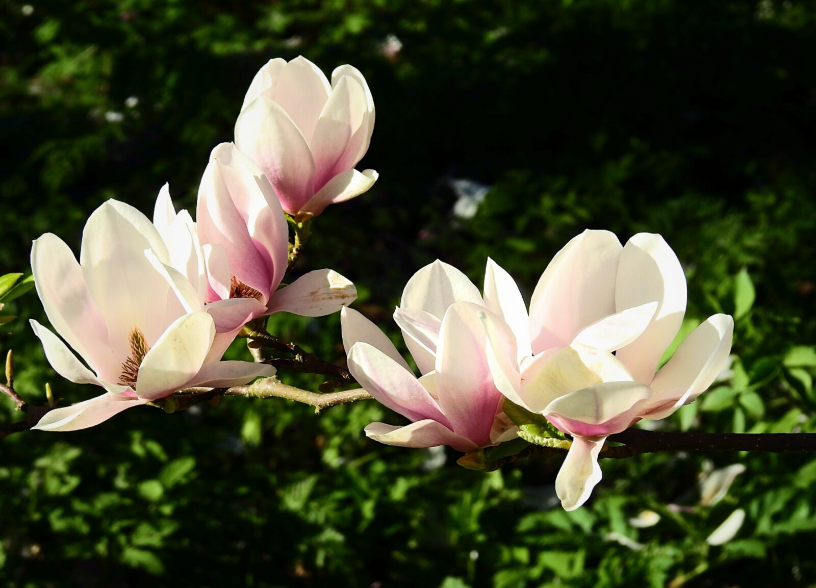 Nikon Coolpix P900 sample photo. Magnolia, flowers, spring photography